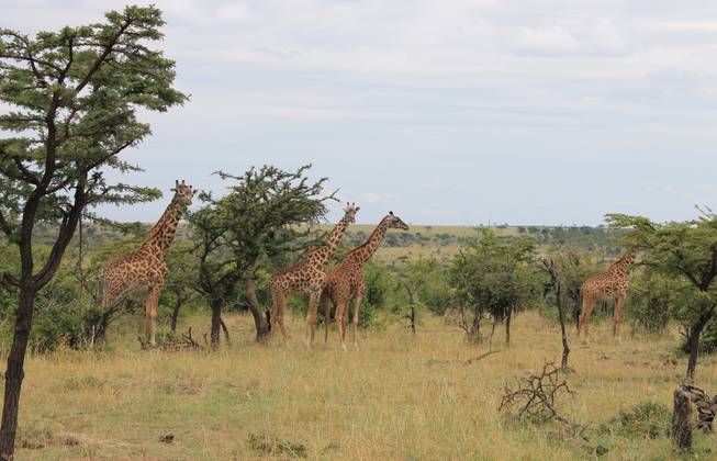 Giraffes shown on the Ol Kinyei Conservancy in southeastern Kenya.