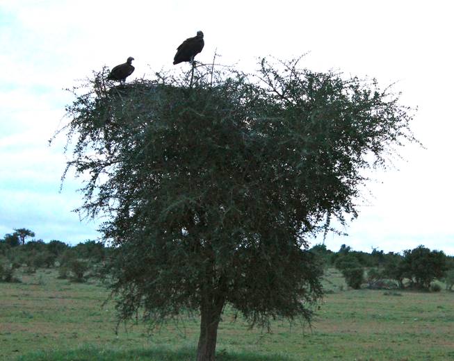 A pair of vulture overlook the terrain in the Ol Kinyei Conservancy in southeastern Kenya.