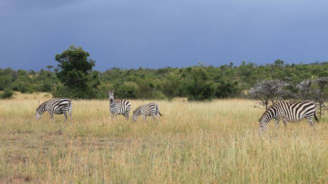 Zebras shown on the Ol Kinyei Conservancy landscape in southeastern Kenya.