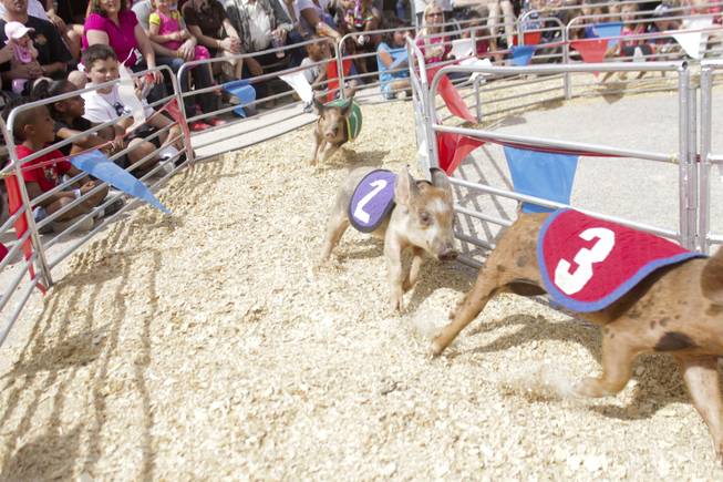 Pigs round the corner during the Swifty Swine pig races at the 2013 Clark County Fair, Saturday, April 13, 2013.