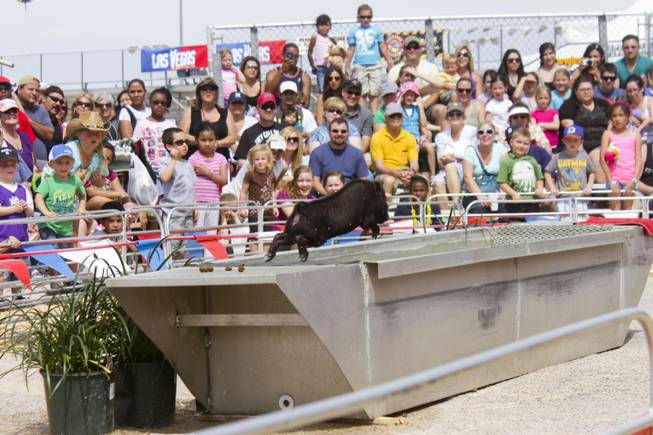 Swifty, a diving pig, jumps into the pool at the Swifty Swine attraction at the 2013 Clark County Fair, Saturday, April 13, 2013.