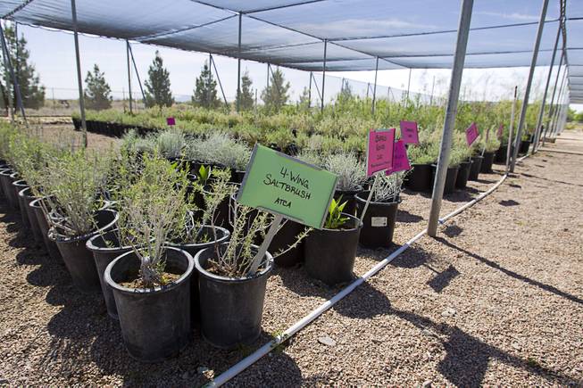 Annual Spring Plant Sale at the State Nursery