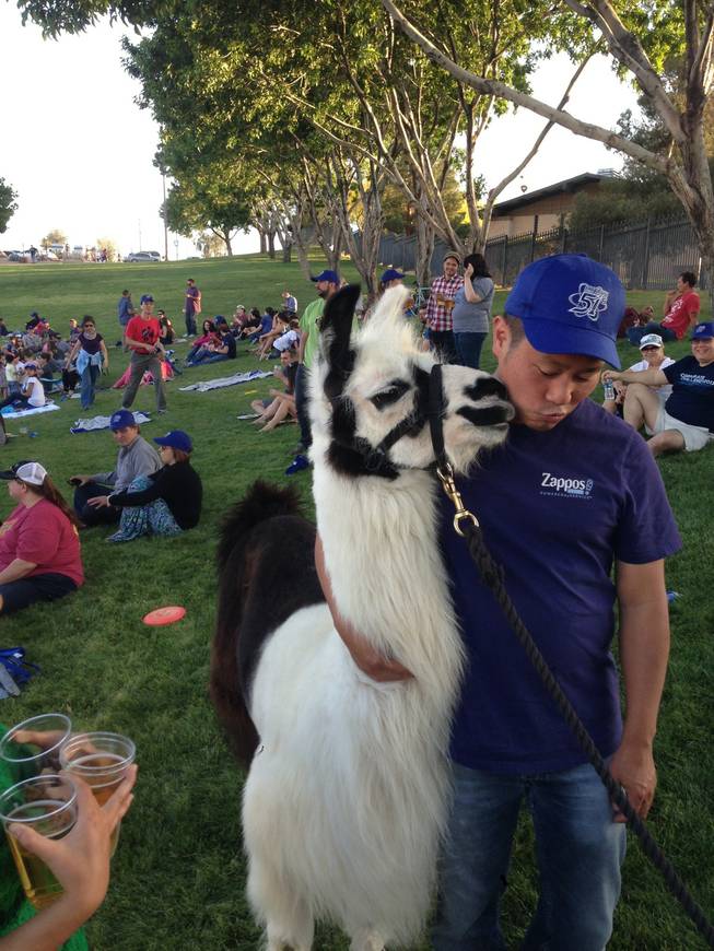 Tony Hsieh hugs a llama prior to a 51s game at Cashman Field,  Thursday, April 25, 2013.