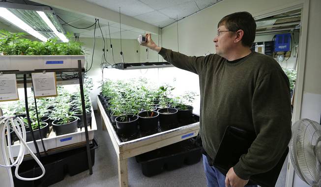 In this photo taken April 4, 2013, Mike Steenhout, comptroller of Washington's Liquor Control Board, takes photos as he tours a marijuana growing facility in Seattle. 
