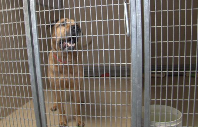 This May 9, 2013, photo provided by the city of Henderson shows Onion, a mastiff-Rhodesian ridgeback mix, at the Henderson Animal Care and Control Facility.