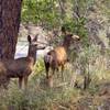 Deer are shown by the Rainbow subdivision during a media tour on Mount Charleston Tuesday, July 9, 2013.