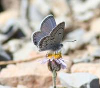 Ecologists are worried the Mount Charleston wildfire might just snuff out a species of butterflies known only to exist in the upper reaches of the Spring Mountains. The Mount Charleston blue butterfly already has been proposed for inclusion on the federal endangered species list. The wildfire may push the iridescent blue butterflies whose wingspan reaches only up to 1 inch onto the brink of extinction.
