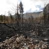 A burned area is seen near the Cathedral Rock picnic area Wednesday, July 24, 2013 as a result of the recent fire on Mount Charleston.