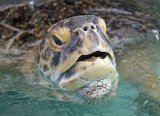 In this photo provided by the Florida Keys News Bureau, OD, a 320-pound green sea turtle, lifts his head to breathe in a transition pool at the Florida Keys-based Turtle Hospital on Wednesday, July 24, 2013, in Marathon, Fla. 