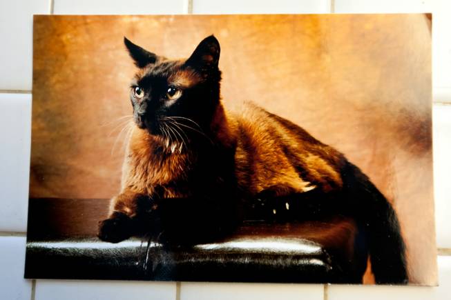 A photograph of a healthy and younger Kia is on display in the home of her devoted owner, Rick Mills, in Las Vegas Monday, August 12, 2013.   Kia, a 24-year-old Burmese Siamese, is suffering with pulmonary carcinoma and arthritis, which are taking a fast toll on her health.
