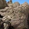 This May 2012 photo provided by the U.S. Geological Survey shows ancient carvings on limestone boulders in northern Nevada's high desert near Pyramid Lake. The carvings have been confirmed to be the oldest recorded petroglyphs in North America — at least 10,500 years old. 