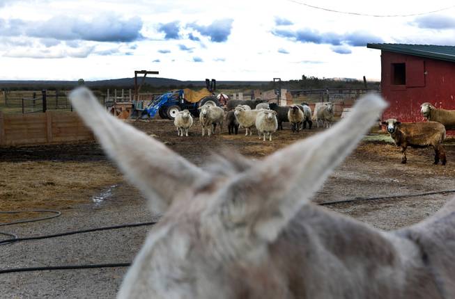 A donkey named Rucia, foreground, frames some of the 41 sheep located on the grounds surrounding Mad Dog and The Pilgrim Booksellers in Sweetwater Station, Wyo., Sept. 15, 2013.