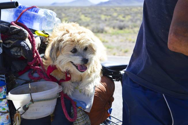Leo Dever and Sassy Max, a bright-eyed 4-year-old Shih Tzu-terrier mix, on Highway 375 walk up the Queens City Summit outside of Rachel, NV, Tuesday, Sept. 17, 2013.  Leo and Sassy are riding across America on a Cannondale mountain bike.