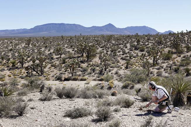 June Petrucci scans the desert for gold nuggets and metal during a Gold Searchers of Southern Nevada outing at a claim near Meadview, Ariz. on Saturday, September 28, 2013.