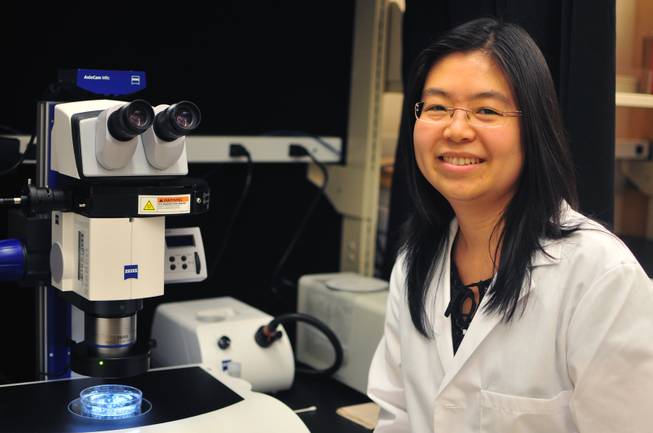 UNLV researcher Kelly Tseng poses before a microscope in her laboratory on Monday, Sept. 30, 2013. Tseng is researching tail regeneration in tadpoles.