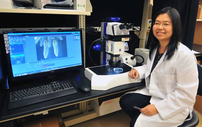 UNLV researcher Kelly Tseng poses before a microscope in her laboratory on Monday, Sept. 30, 2013. Tseng is researching tail regeneration in tadpoles.