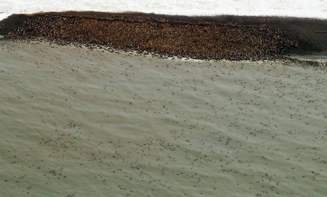 This Sept. 27, 2013, image provided by NOAA Fisheries shows thousands of walruses hauling out on a remote barrier island in the Chukchi Sea near Point Lay, Alaska.  An estimated 10,000 Pacific walrus have gone ashore on Alaska's northwest coast and are bunched along a beach near the village of Point Lay.