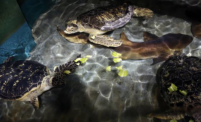O.D., a 320-pound sea turtle, top, eats lunch with other sea turtles at Shark Reef Aquarium at Mandalay Bay on Thursday, October 10, 2013.