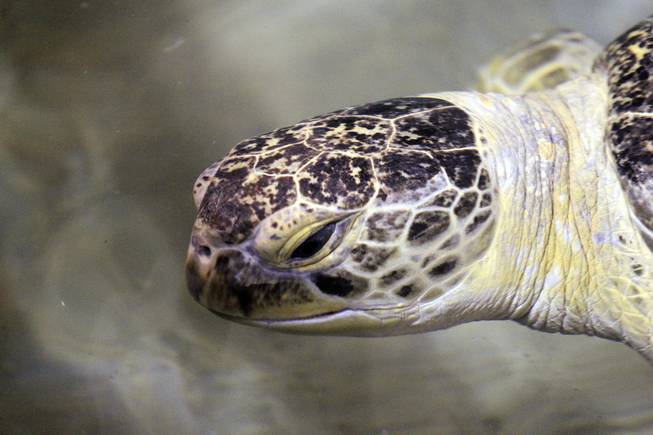 O.D., a 320-pound sea turtle swims at Shark Reef Aquarium at Mandalay Bay on Thursday, October 10, 2013.