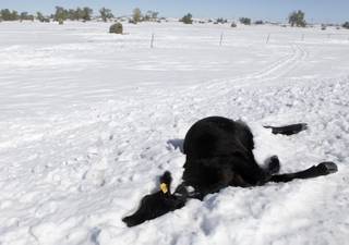 In this Monday, Oct. 7, 2013, file photo, a dead cow lies in the snow along Highway 34 east of Sturgis, S.D., another casualty of the early October blizzard. Western South Dakota ranchers are reeling from the loss of tens of thousands of cattle in last weekends blizzard as pits to dispose of the dead animals are set to open Monday, Oct. 14, 2013.