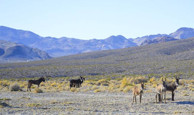 A group of burros that are commonly seen roaming around Beatty, NV burros.