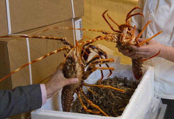 A fresh shipment of spiny lobsters is opened at Milos and will be ready for serving immediately on Wednesday Oct. 23, 2013.