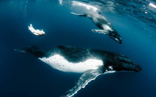 Hannah Fraser swims with whales.