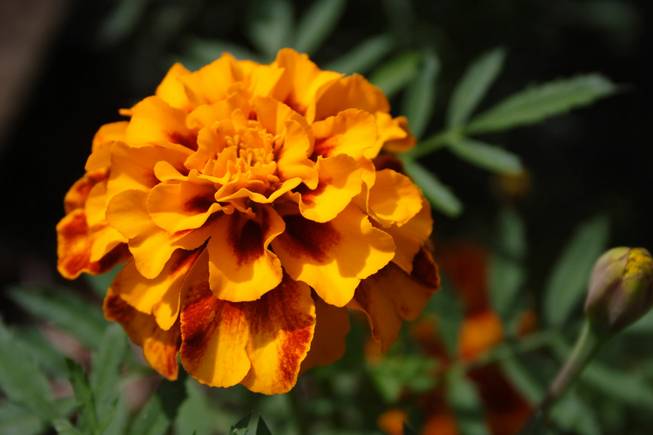 A marigold.