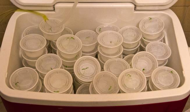 Tiny seedlings in plastic containers are stored in a cooler as part of artist Andreana Donahue's installation during the Greetings from Las Vegas pop-up gallery at the Gateway Motel on Thursday,  Dec. 5, 2013.