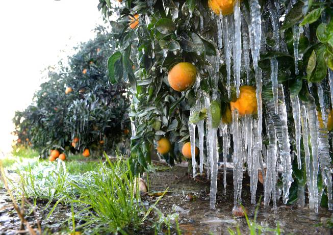 Icicles hang off oranges as growers use water to help keep the orchard warm during freezing weather on Thursday, Dec. 5, 2013, in Del Rey, Calif. Citrus farmers are no stranger to frost and use irrigation and wind machines to propel warm air through the fields and raise the temperature of the air enveloping the groves.