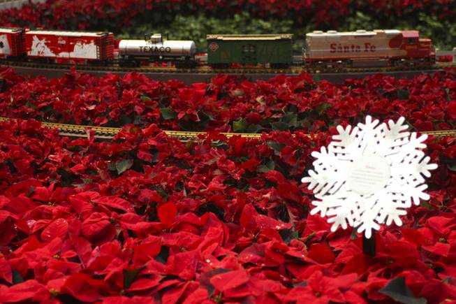 Miniture trains drive by in a sea of poinsettias at the Bellagio Conservatory during to the tree lighting ceremony Friday, Dec. 6, 2013.