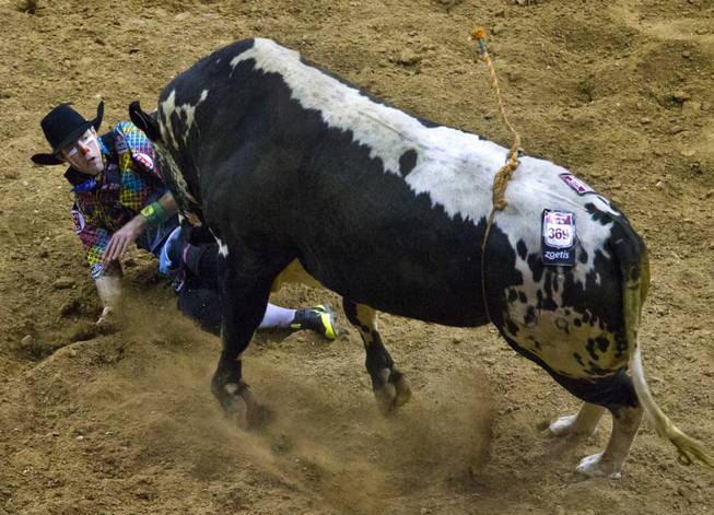 A bull bears down on a rodeo clown during the Wrangler National Finals Rodeo Go-Round Day 3 at the Thomas & Mack Center in Las Vegas, Nevada, on Saturday,  Dec. 7, 2013.
