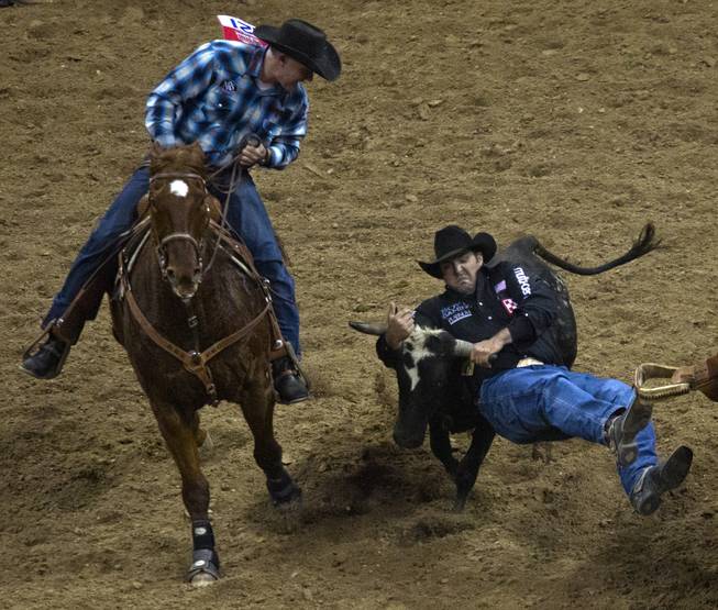 Steer wrestler Luke Branquinho gets position atop a steer during the Wrangler National Finals Rodeo Go-Round Day 3 at the Thomas & Mack Center in Las Vegas, Nevada, on Saturday,  Dec. 7, 2013.