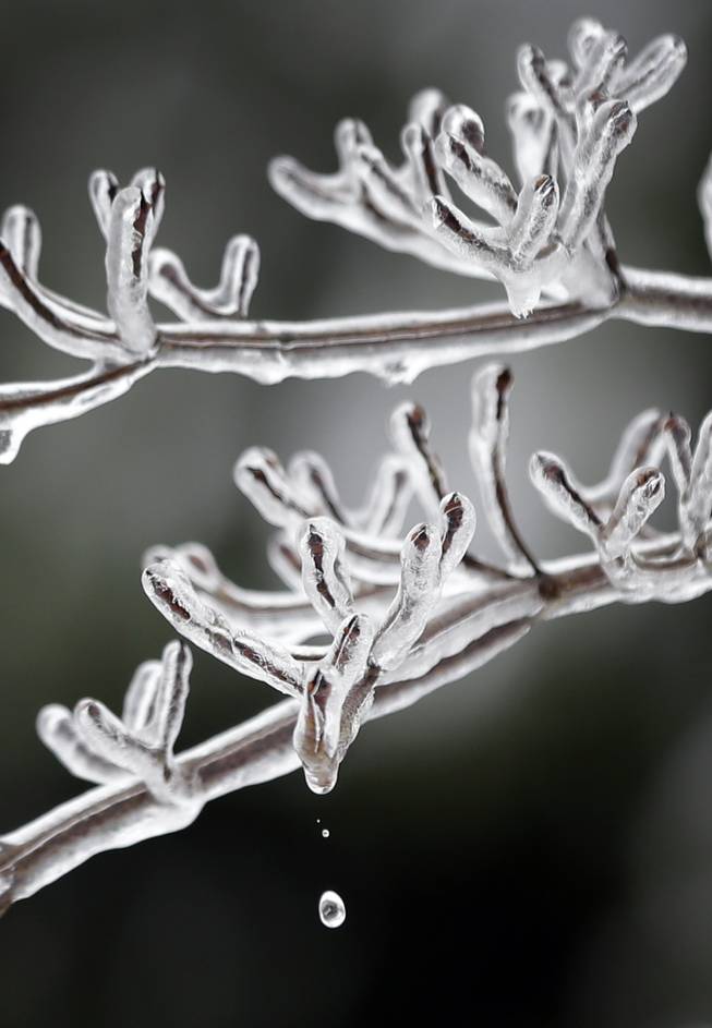 A drop of water falls from an icy tree branch in Cockeysville, Md., Monday, Dec. 9, 2013. The storm that coated parts of Texas in ice struck with unexpected force Sunday on the East Coast, blanketing some spots in a foot of snow, grinding highways to a halt, causing power outages, and closing schools or delaying start times. (AP Photo/Patrick Semansky)
