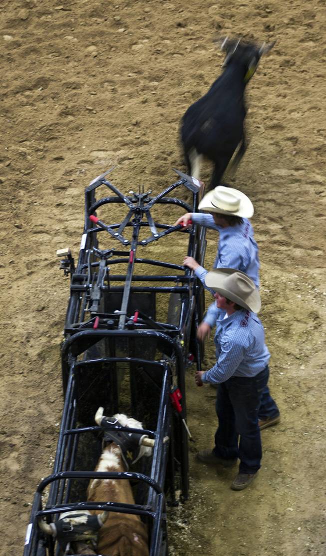Another steer is released for roping during the XIII World Series of Team Roping (WSTR) Finals at the South Point Hotel Wednesday, Dec. 11, 2013.