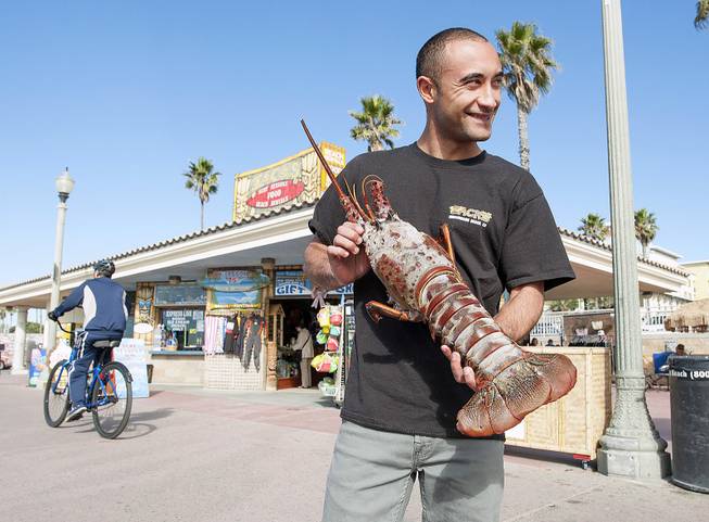 Joseph Ali, 27, of Huntington Beach, Calif., shows off an 18-pound California spiny lobster he caught with his hands while free diving, without tanks, near the pier Monday, Dec. 9, 2013.