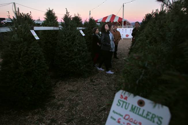 The Nissen family brows the selection of trees at Stu Miller's Seasonal Adventures Christmas tree lot Saturday, Dec. 14, 2013.
