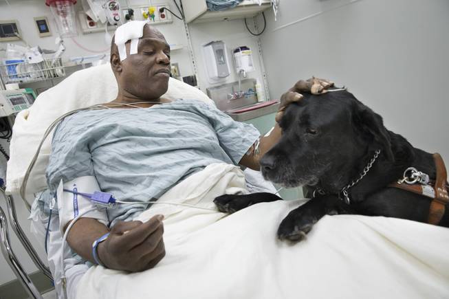 Cecil Williams pets his guide dog Orlando in his hospital bed following a fall onto subway tracks from the platform, Tuesday, Dec. 17, 2013, in New York. The blind, 61-year-old Williams says he fainted while holding onto his black labrador who tried to save him from falling. Both escaped without serious injury.