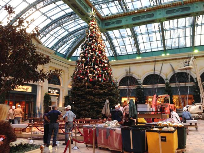 In this Tuesday Dec. 3, 2013, photo, workers prepare a Christmas exhibit at the Conservatory & Botanical Gardens at the Bellagio hotel-casino on the Las Vegas Strip. The 42-foot tall Christmas tree will remain on display until early January.