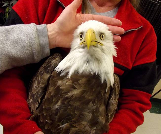 This undated file photo provided by the Wildlife Rehabilitation Center of Northern Utah shows one of four bald eagles that were brought into the center but eventually died. State wildlife officials say West Nile Virus appears to the mystery illness that's caused more than two dozen bald eagles to die in Utah recently.
