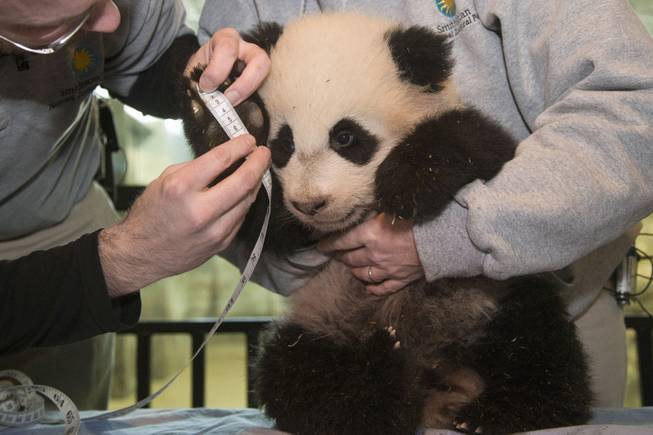 Bao Bao, the four and a half month old giant panda cub, has her right forefoot measured at the Smithsonian's National Zoo in Washington, Tuesday, Jan. 7, 2014. 