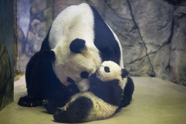 Bao Bao, the four and a half month old giant panda cub, is approached by her mother Mei Xiang in their indoor habitat at the Smithsonian's National Zoo in Washington, Tuesday, Jan. 7, 2014. Bao Bao, who now weighs 17.38 pounds (7.9 pounds), was born to the zoo's female giant panda Mei Xiang and male giant panda Tian Tian. 
