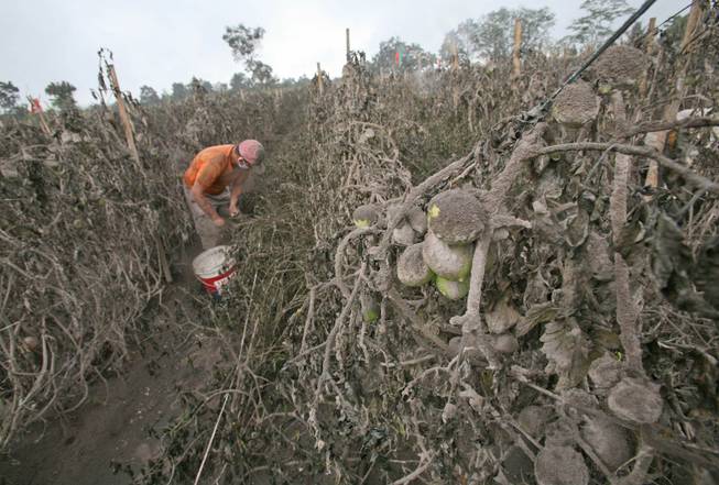 A farmer prematurely harvests tomatoes from a field damaged by volcanic ash from the eruption of Mount Sinabung in Sibintun, North Sumatra, Indonesia, Thursday, Jan. 9, 2014. The volcano has sporadically erupted since September, forcing thousands of people who live around it's slopes to flee their homes.