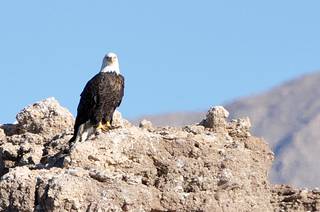 Volunteers and biologists spotted 132 bald eagles at Lake Mead National Recreation Area Jan. 15, 2014 during an annual eagle survey. Bald eagles migrate from the north and can traditionally be spotted at Lake Mead NRA from late-November to March.