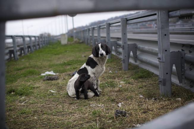In this photo taken on Thursday, Nov. 28, 2013, a stray dog and its puppy sit behind the railings in the middle of a highway outside Sochi, Russia.