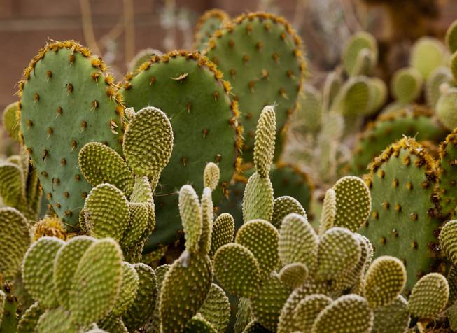Bunny ear and Paddle cactus grow within in arid part of Norm Schillings home botanical garden on Tuesday, Jan. 21, 2014.