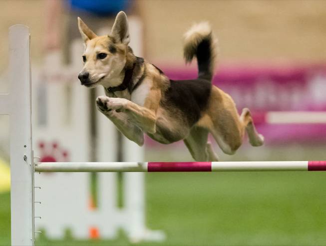 In this Dec. 14, 2012, photo provided by Great Dane Photos, Roo! clears a hurdle during an agility competition in Orlando, Fla. The husky mix will be one of about 225 agility dogs whizzing through tunnels, around poles and over jumps as she competes in the Westminster Dog Show's new agility competition in February 2014. The agility competition is open to mix-breeds as well as pedigrees.