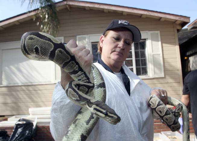 Santa Ana Police Officer Sondra Berg holds a python Wednesday Jan. 29, 2014, in Santa Ana, Calif.,  after serving a warrant on the home of  William Buchman, who has been arrested for investigation of neglect in the care of animals, after authorities found at least 300 living and dead pythons in plastic bins inside Buchman's stench-filled suburban home.