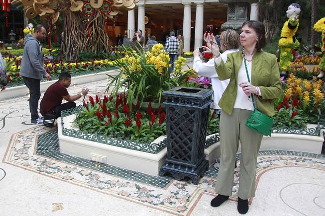 People take photos of the Bellagio Conservatory & Botanical Gardens which is decorated for the Chinese New Year Thursday, Jan. 30, 2014.