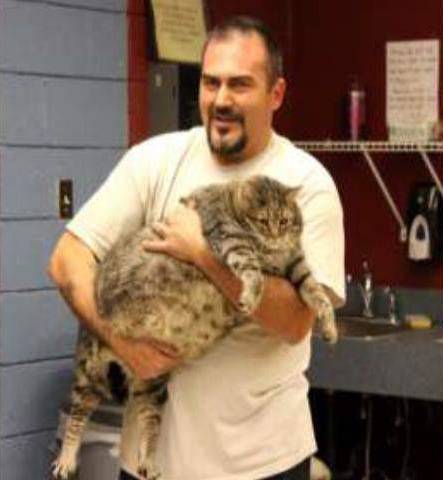 This undated photo released by Maricopa County Animal Care & Control shelter shows an employee holding Meatball, a 36-pound cat, in Phoenix.